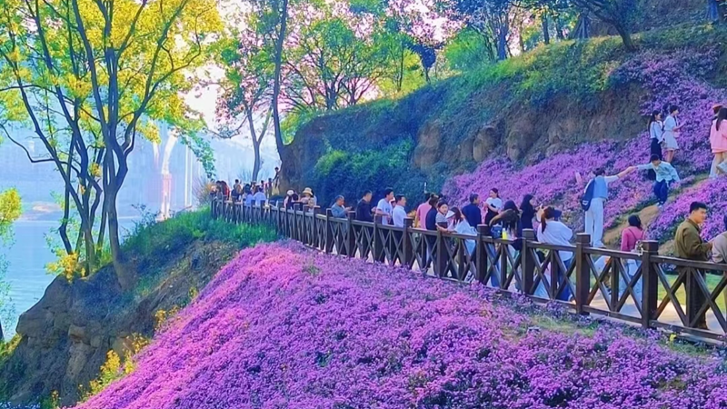 图片5_副本.png